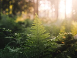 Compassionate Care and Supervision