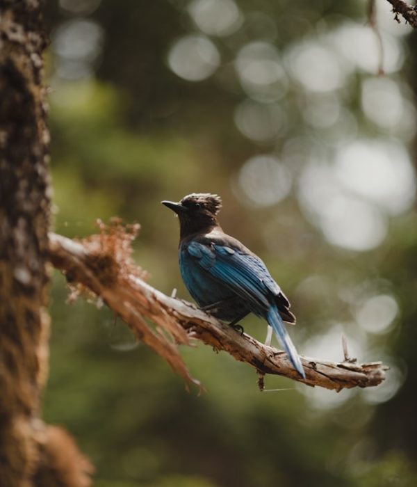 joe-eitzen-gY8a-5Yk_Yk-unsplash joe-eitzen-gY8a-5Yk_Yk-unsplash